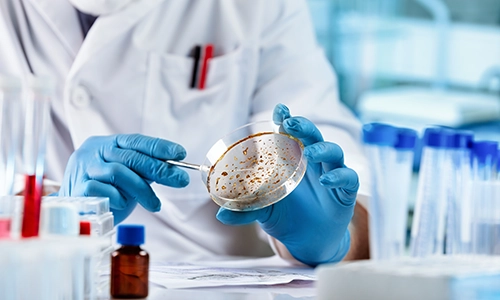 closeup of scientist holding petri dish growing mold cultures.